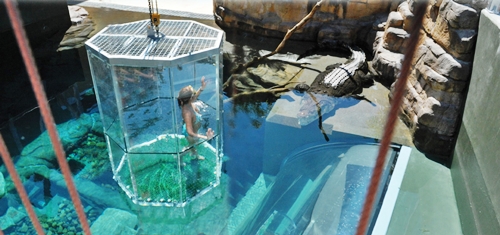 Cage of Death Crocosaurus Cove