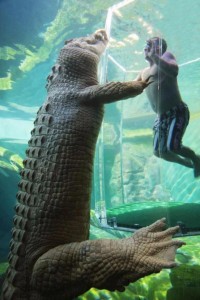 Crocosaurus Cove The Cage of Death