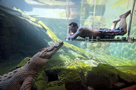 Cage of Death Crocosaurus Cove