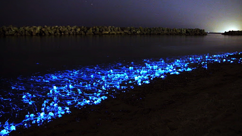 Glowing Firefly Squid of Japan - The Blue Glowing Blob