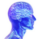 human brain has the same general structure as the brains of other mammals