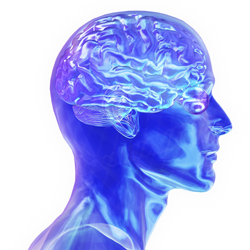 human brain has the same general structure as the brains of other mammals