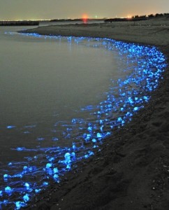 Glowing Firefly Squid of Japan - The Blue Glowing Blob