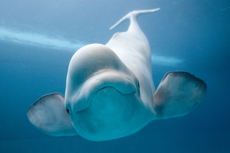 Beluga Whales The beluga whales are considered to be the world’s cleverest sea creature and 100s of them are distributed in aquariums worldwide.
