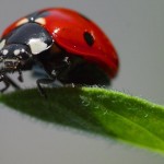 Ladybird
