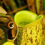 Pitcher Plant
