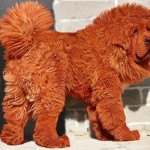 The Red Tibetan Mastiff: Big Splash