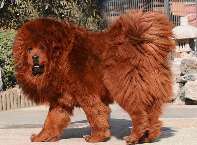 The Red Tibetan Mastiff: Big Splash