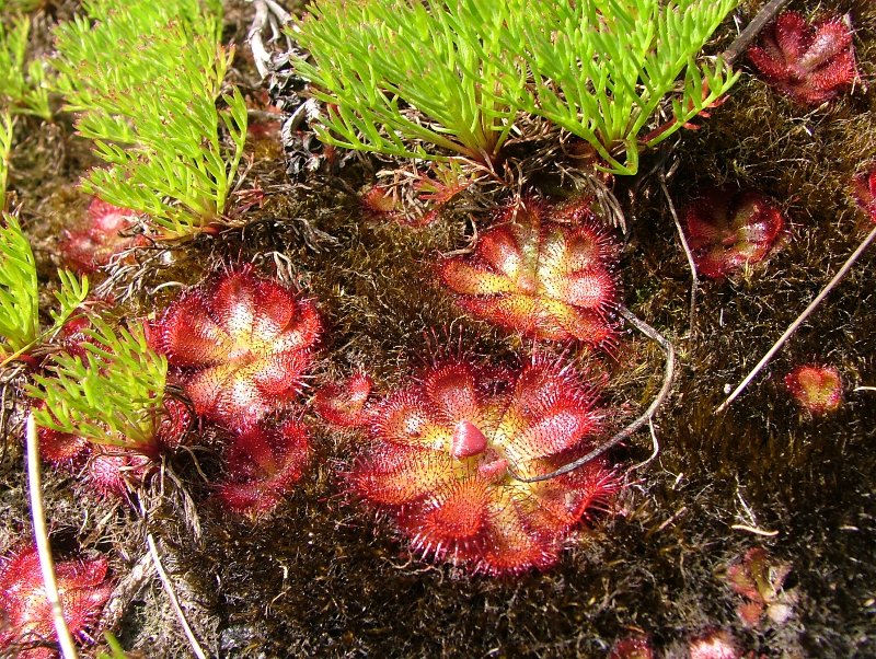 Sundew Plant Sundew Plant