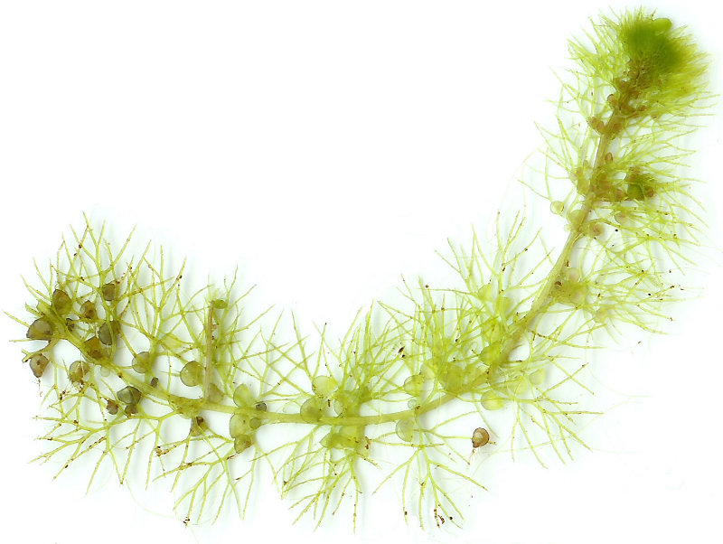 Bladderworts Bladderworts