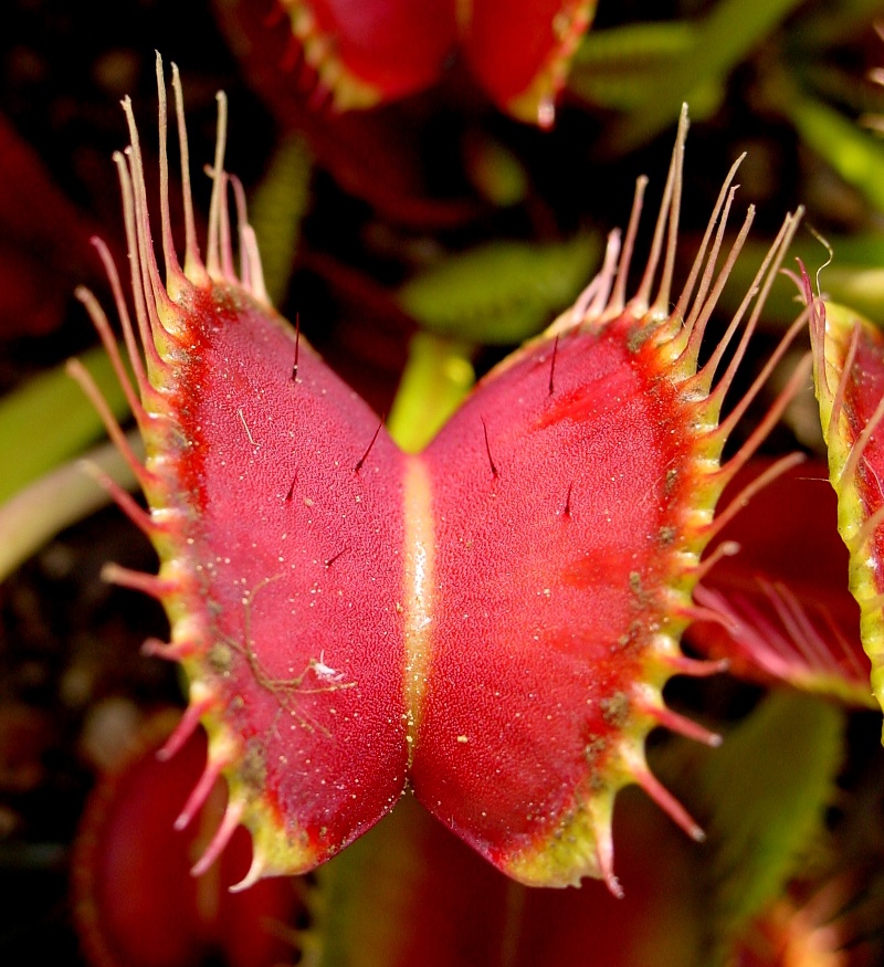 Venus Fly Trap Venus Fly Trap