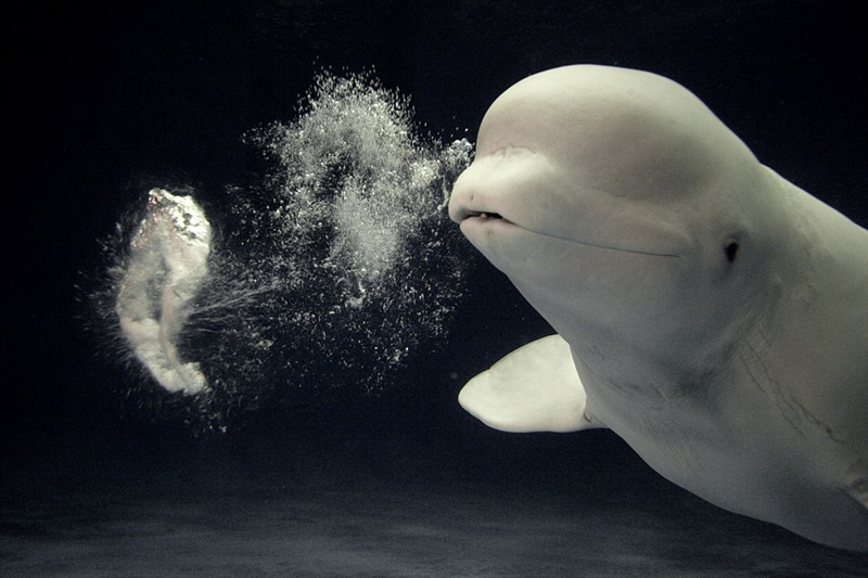 The Beluga whales are the smallest species of whales