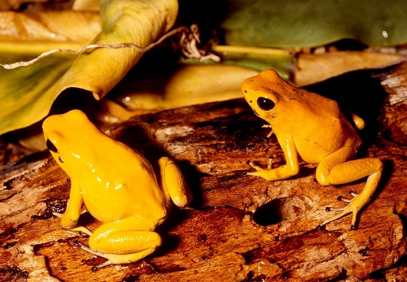 The golden poison dart frog is the deadliest among Poison Dart Frog family The golden poison dart frog is the deadliest among Poison Dart Frog family