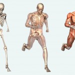 human body Facts