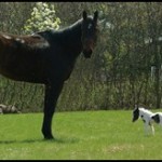 Zeus Einstein Trouble Pudu Goliath