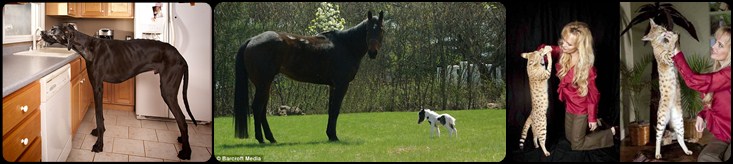 Zeus Einstein Trouble Pudu Goliath