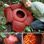 Rafflesia Arnoldii