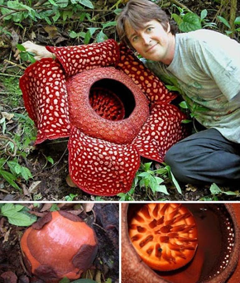 Rafflesia Arnoldii